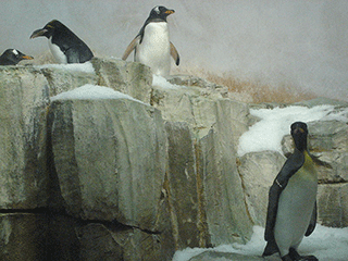 Penguins in the Biodome