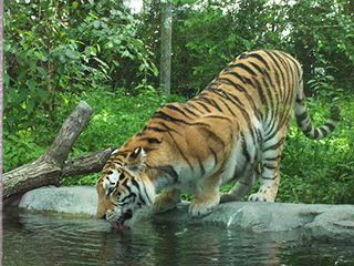 Tiger in Granby Zoo